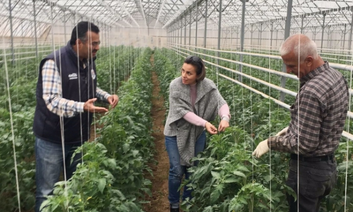 Gaziantep'li öğrenciler domates yetiştiriyor