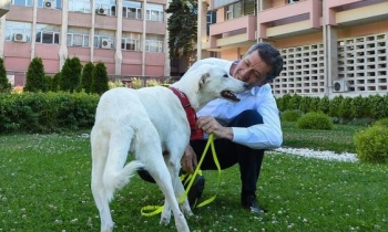 MEB okullarda hayvan sahiplenme çalışması başlatıyor